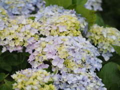 紫陽花