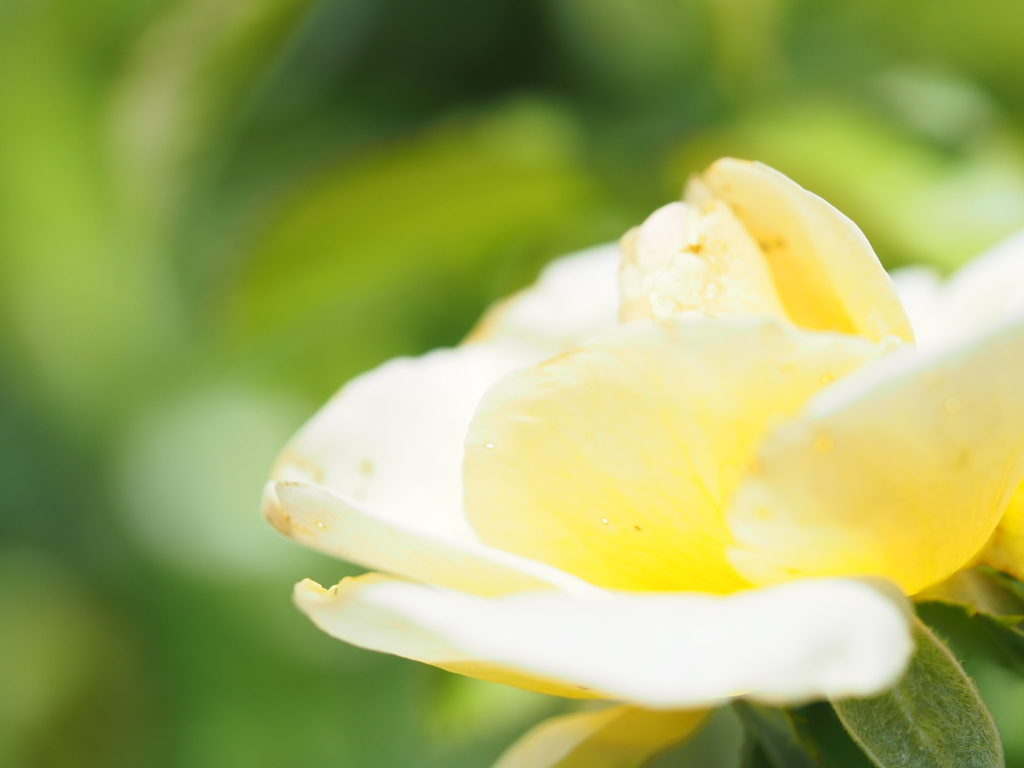 アンドレグランディエ