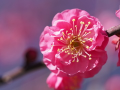 紅梅