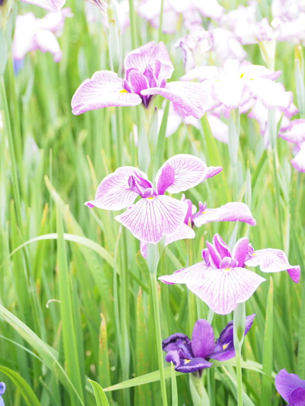 花菖蒲