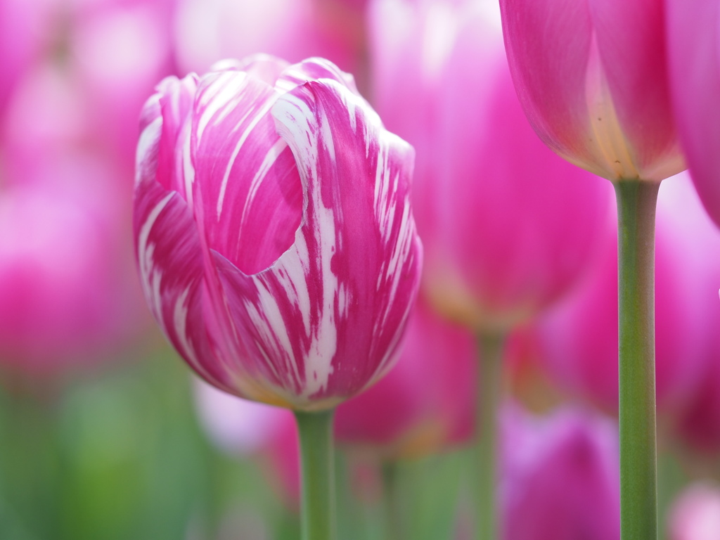 アイスチューリップ