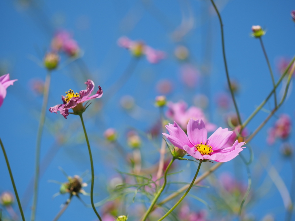 コスモス