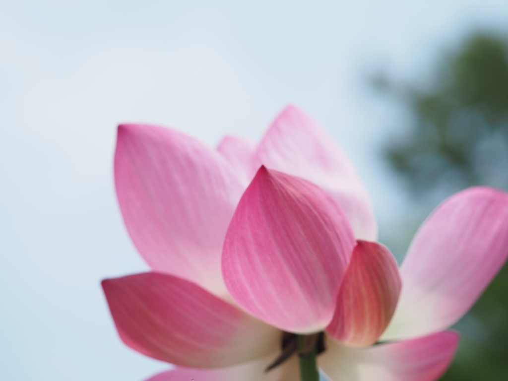 蓮の花びら