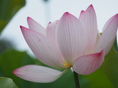 薄紅色に染まって