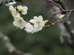 白梅