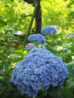 紫陽花
