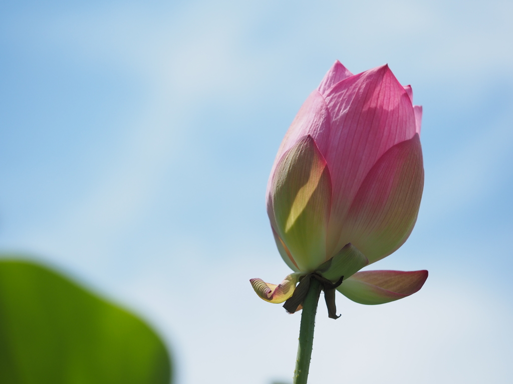 青空に向かって