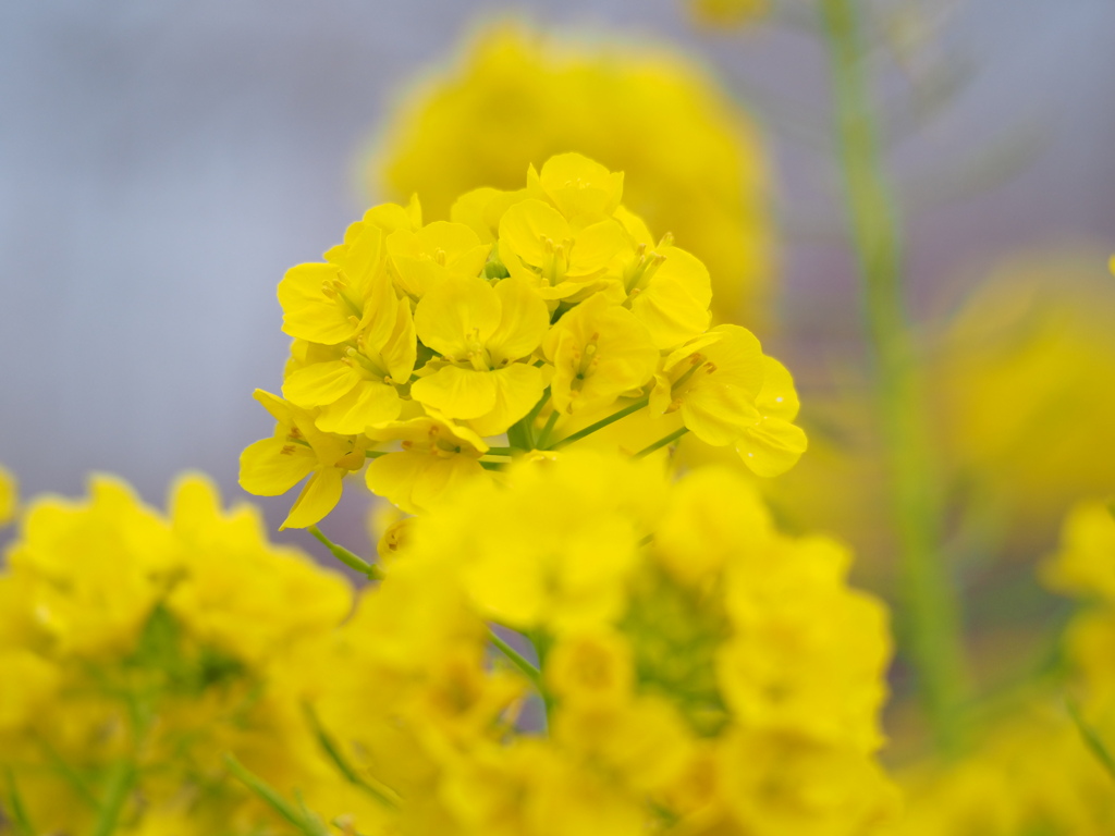 菜の花