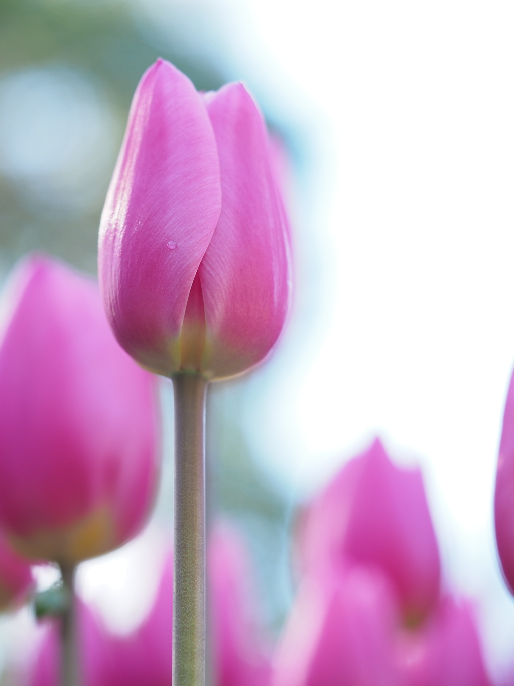 アイスチューリップ