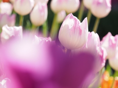 アイスチューリップ