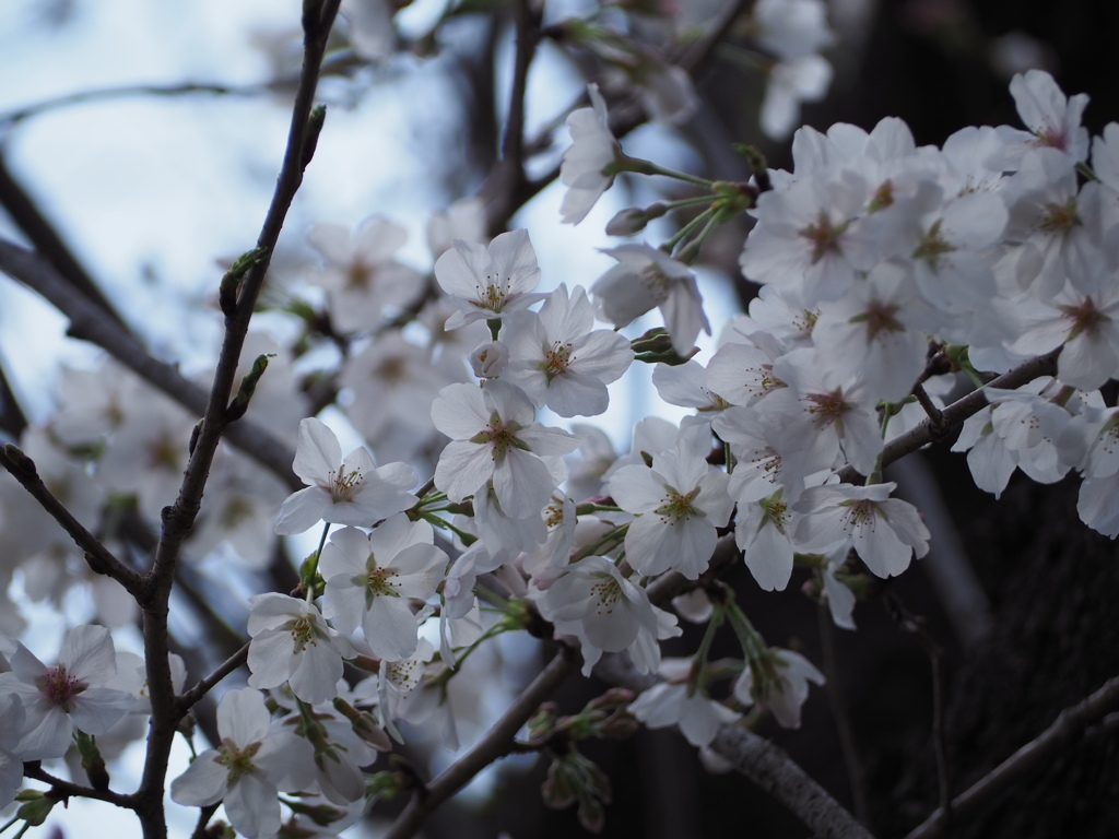 桜