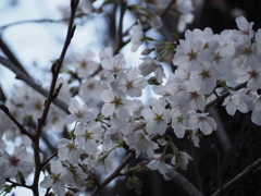 桜