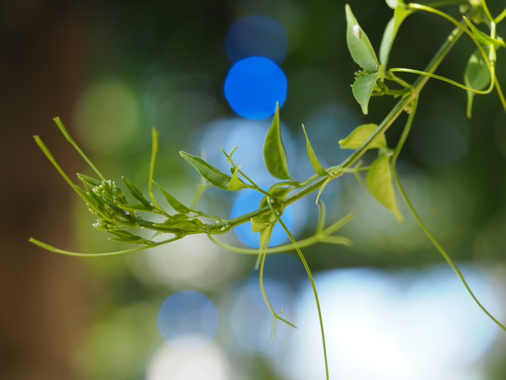 イルミネーション