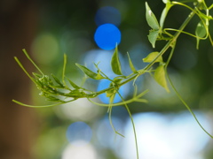 イルミネーション