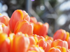 アイスチューリップ