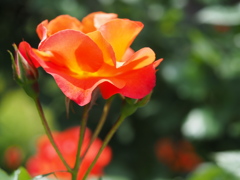 プリンセスミチコ