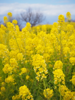 菜の花