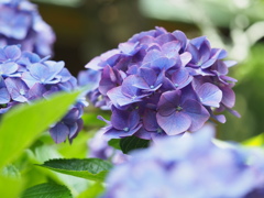 紫陽花