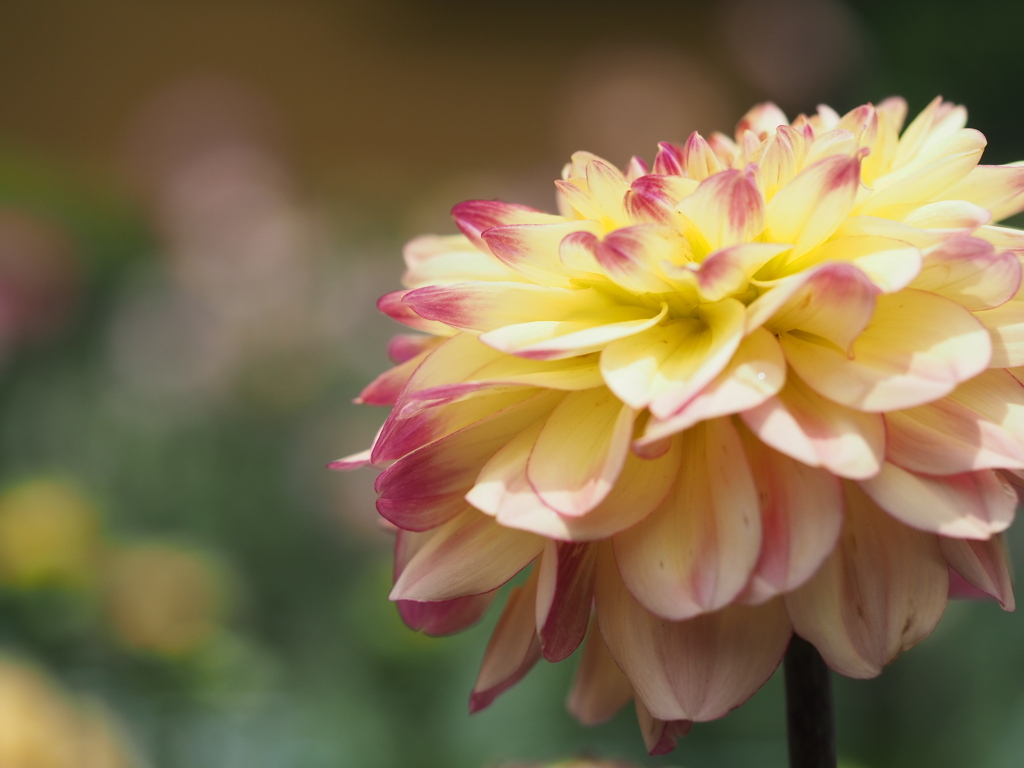 ハニーキャラメル