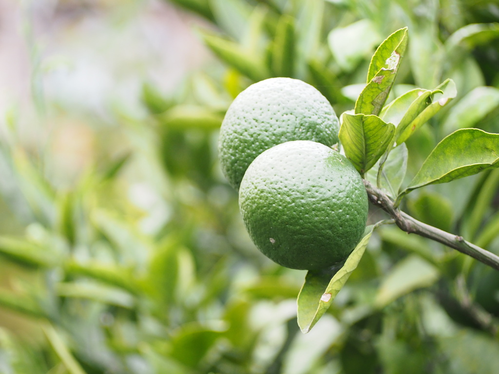 早くおいしくなあれ