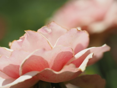 トーナメントオブローゼス