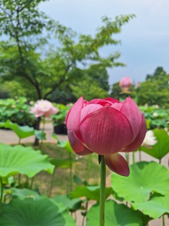 蓮の花