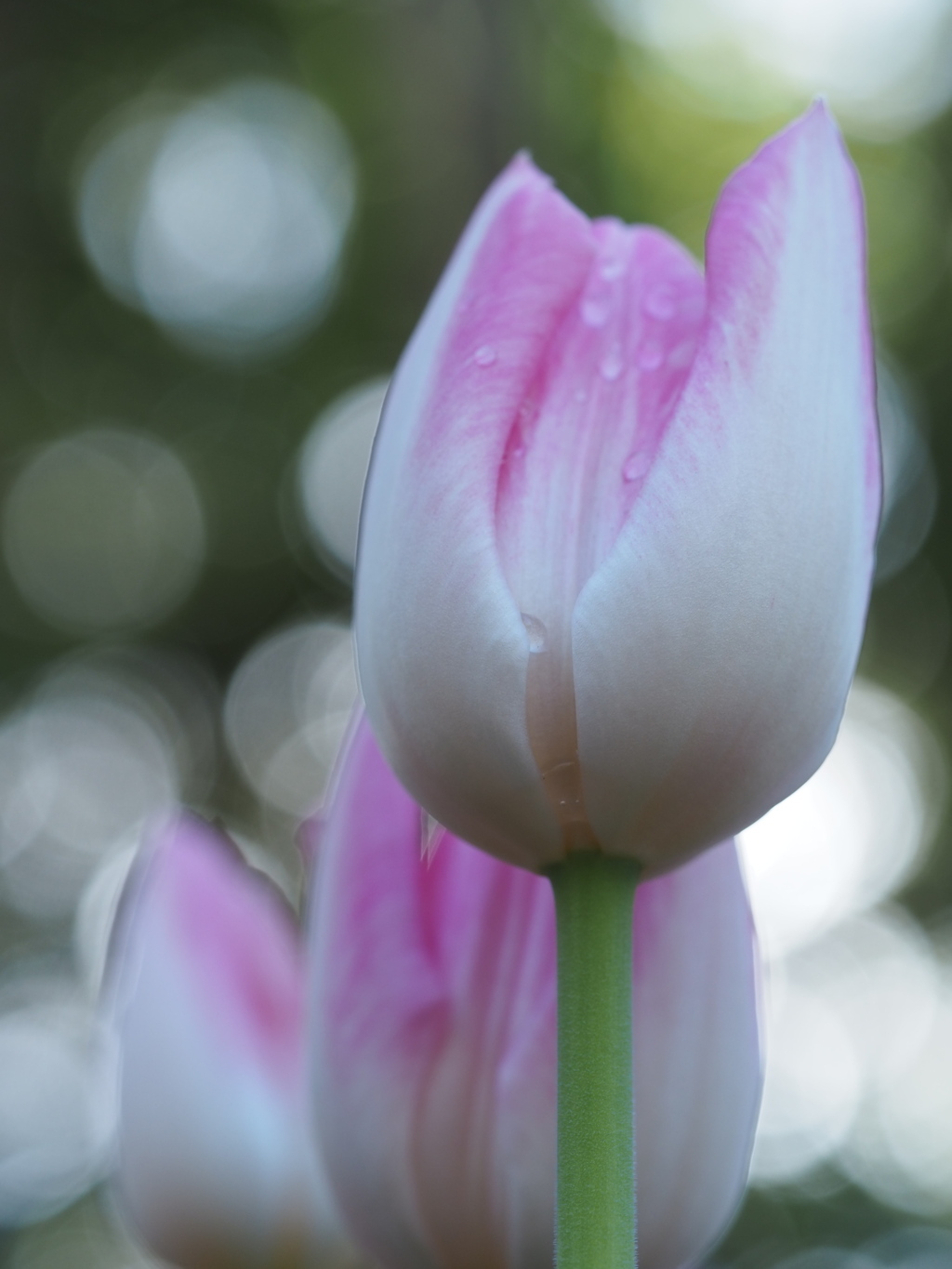 アイスチューリップ