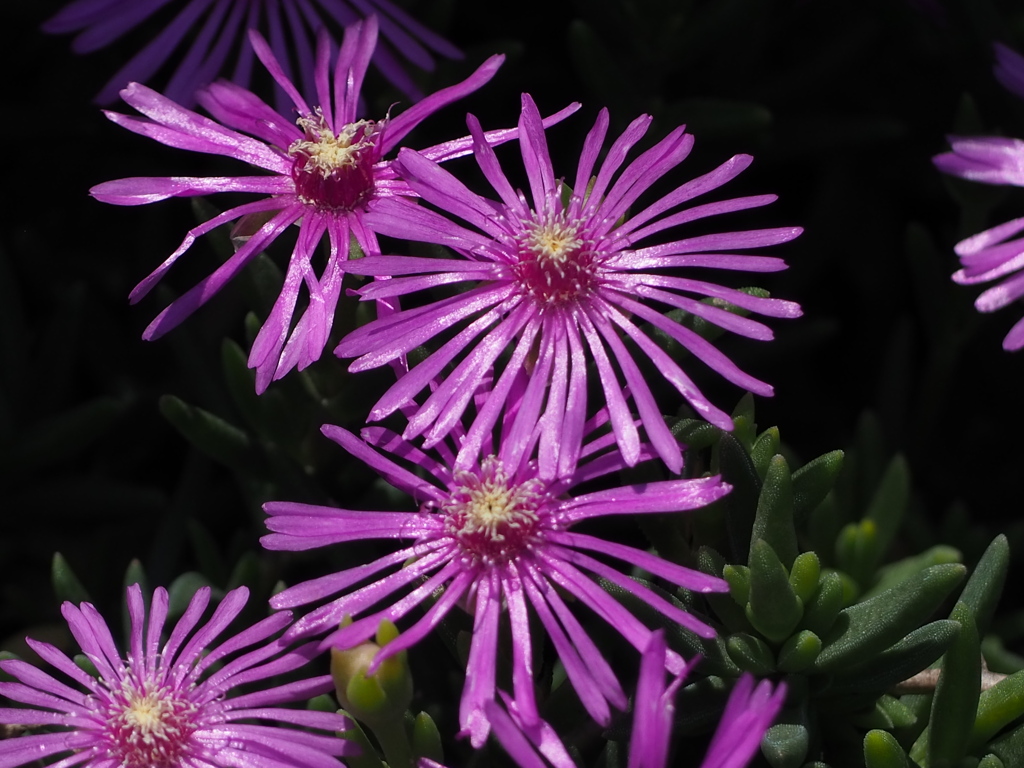 地上の花火大会