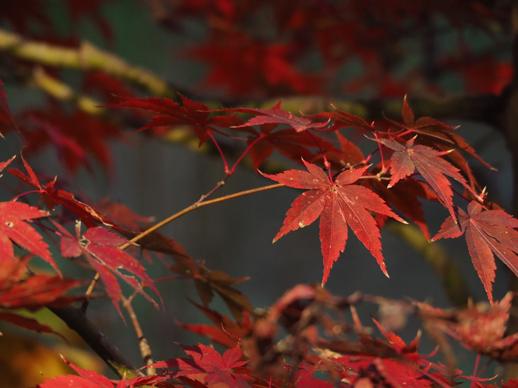 紅葉