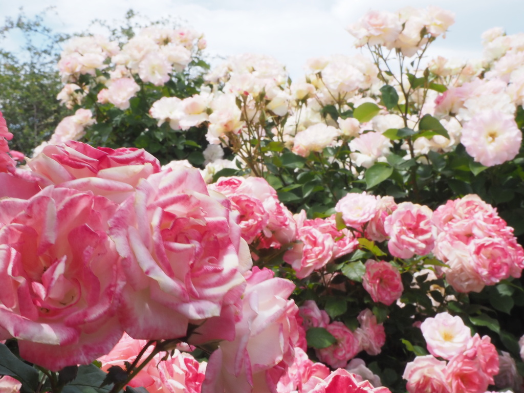 バラの園