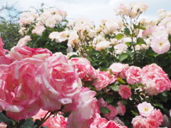 バラの園