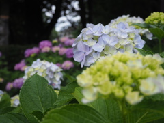 紫陽花