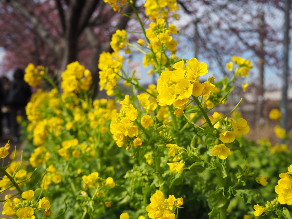 菜の花