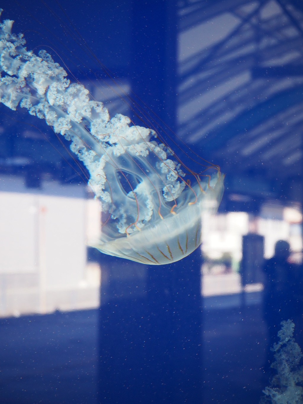 空飛ぶクラゲ