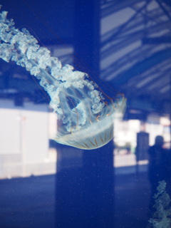空飛ぶクラゲ