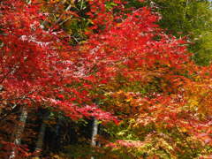 紅葉