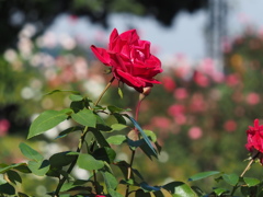 赤バラ
