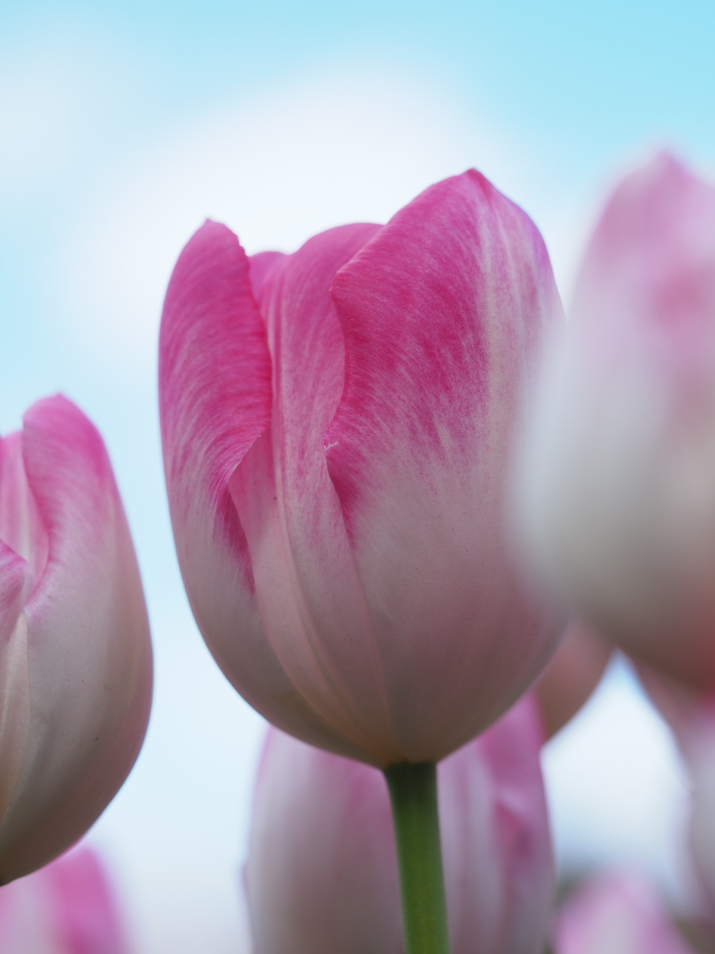 冬空とアイスチューリップ