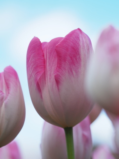 冬空とアイスチューリップ