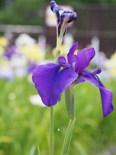 菖蒲