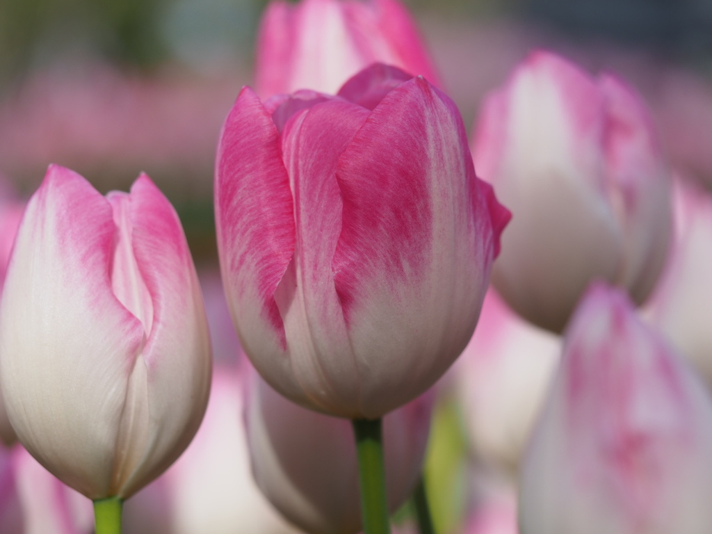 囲まれたチューリップ