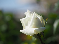 薔薇の白は綺麗です。