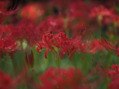彼岸花