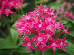 花玉