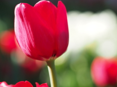 アイスチューリップ