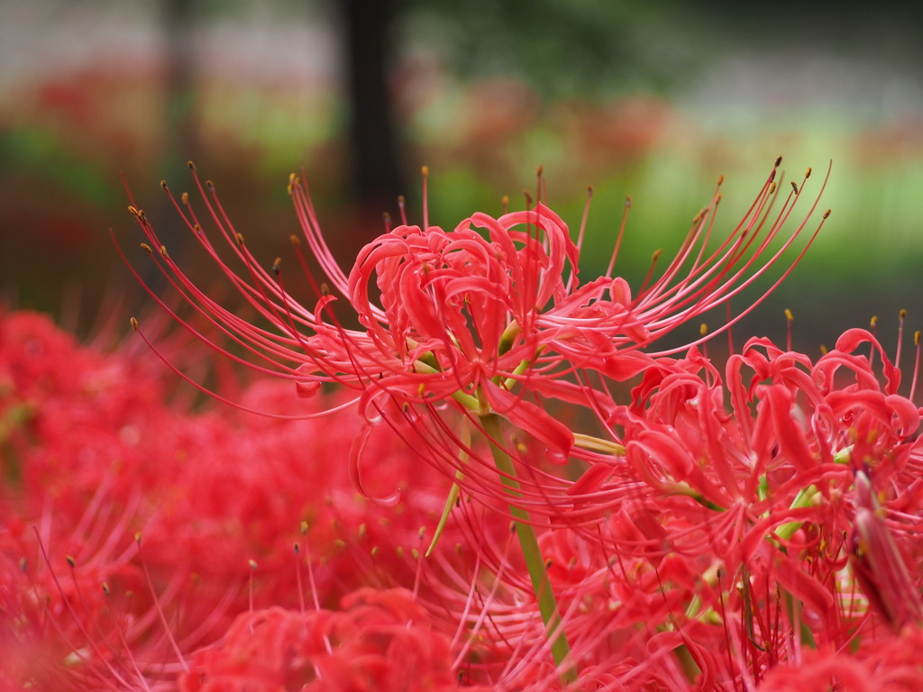 赤のジュータン