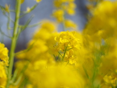 菜の花