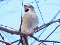 遠くを見つめて