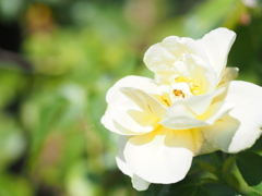 アンドレグランディエ