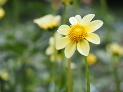 ジュールスパターカップ